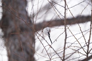 バレンタインに考えた 僕らが物を贈る意味 2023.2.15（水）