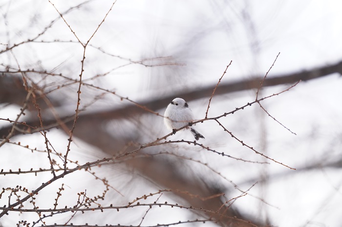 ここにもアイドルいます～（Ｃ）小原玲