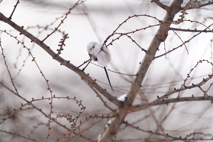 1年中食べたい（Ｃ）小原玲