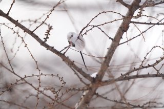 お雑煮の具に“もち菜”を入れる県ってどこ？ 2023.1.11（水）