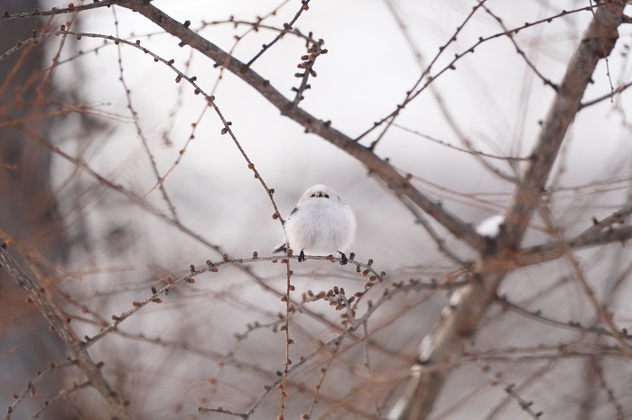 お餅たべた？（Ｃ）小原玲