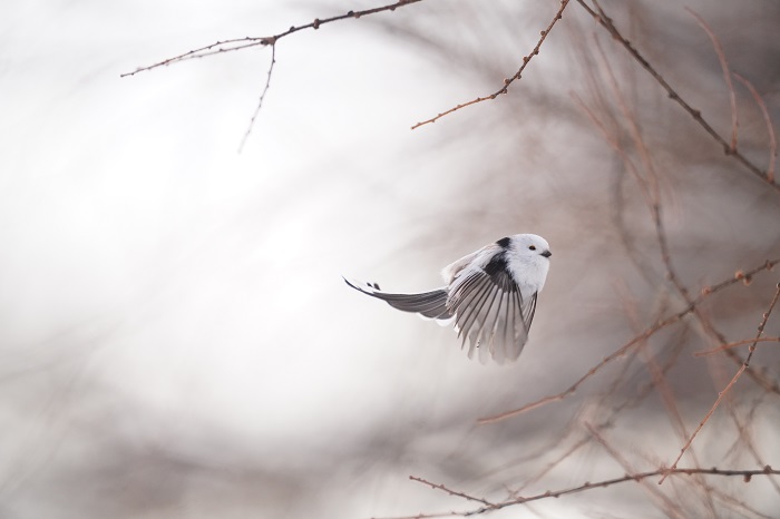 野望あります（Ｃ）小原玲