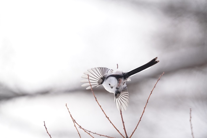 一休さんみてた？（Ｃ）小原玲