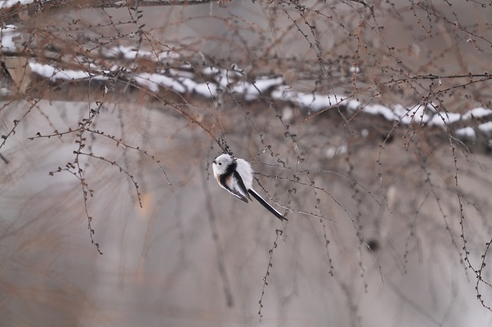 恋してる？（Ｃ）小原玲