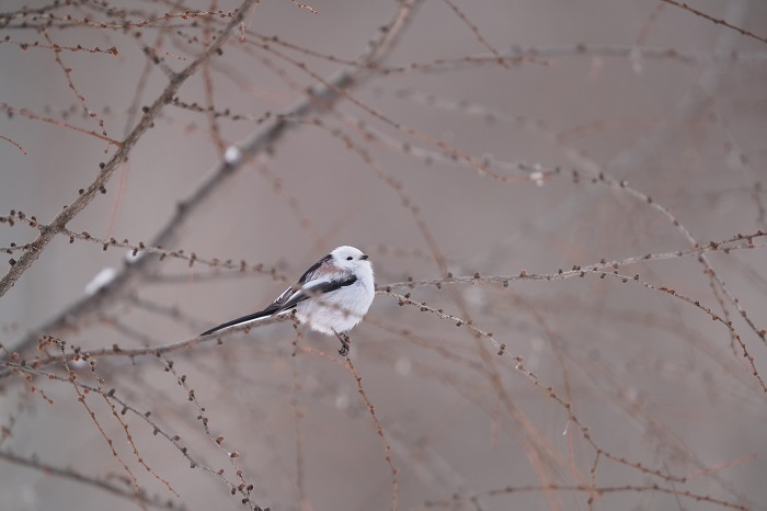 通りすぎちゃった（Ｃ）小原玲