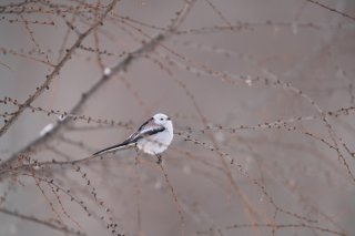 大人になって誕生日の意味が変わってきた 2022.12.7（水）
