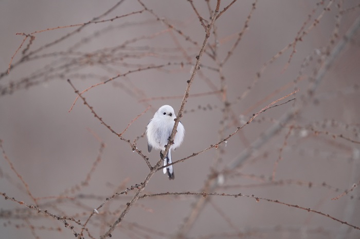 切り替えだね（Ｃ）小原玲
