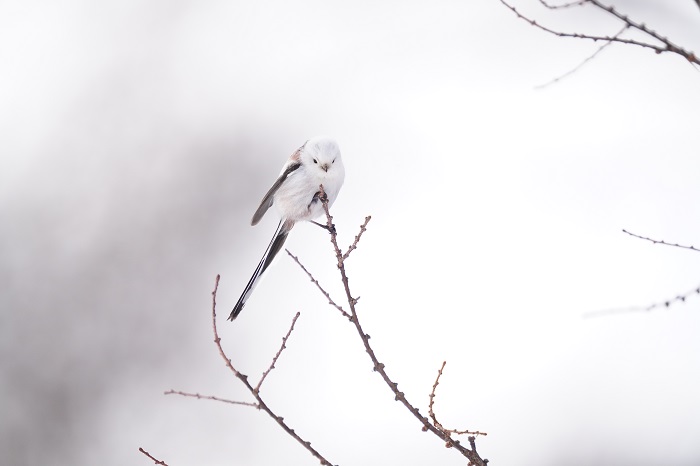 おなか減った（Ｃ）小原玲