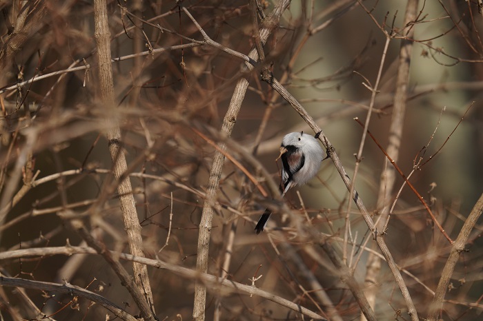 ぴょん（Ｃ）小原玲