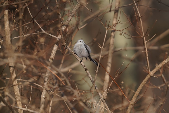 僕も泳いでみたい（Ｃ）小原玲