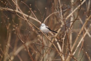 この季節特有？ 浮足立つ気持ちは何だろう 2022.11.27（日）