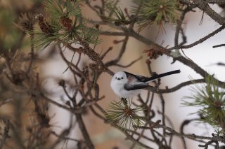 他人の些細な言動が気になっちゃう時は… 2023.1.25（水）