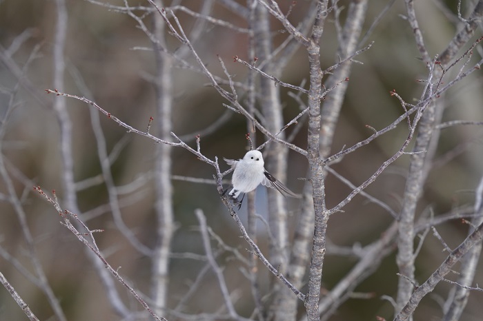 浮かれちゃう（Ｃ）小原玲
