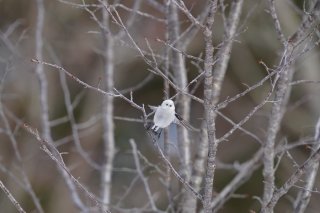 あの人に「メリークリスマス」を伝えてみる 2022.12.25（日）
