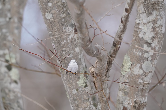 一方通行からの？（Ｃ）小原玲