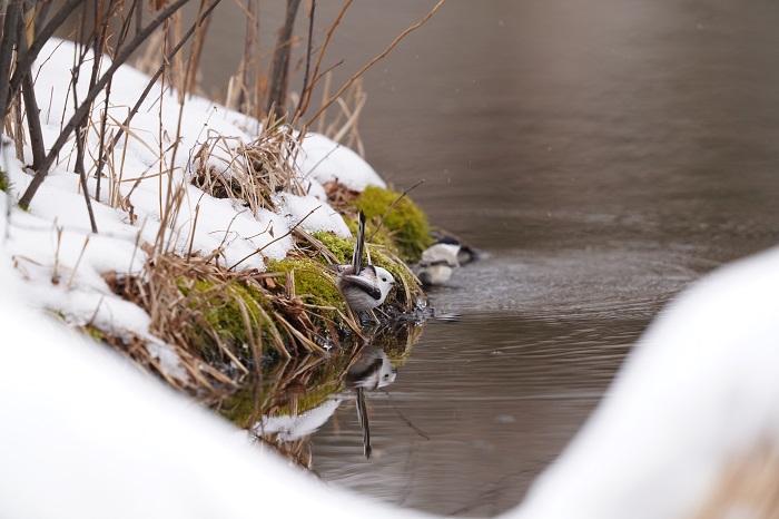 ありがとう！（Ｃ）小原玲