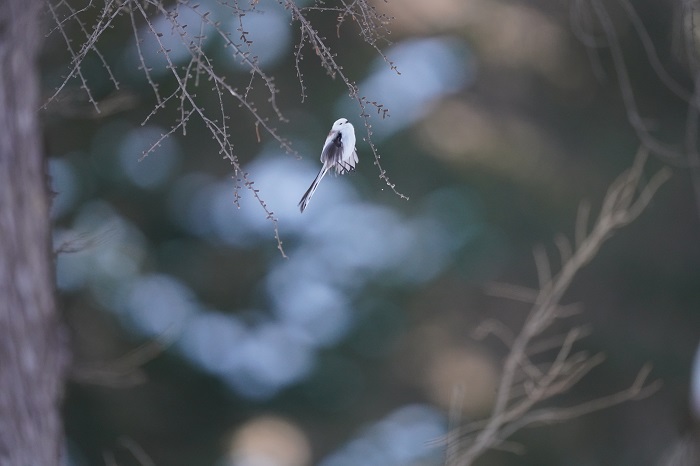 わたしすごい！（Ｃ）小原玲