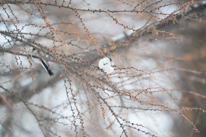 そういうことか（Ｃ）小原玲