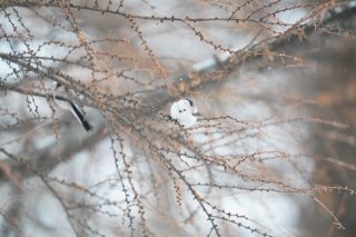 小鳥の目線で見たら大したことないかも 2022.12.14（水）