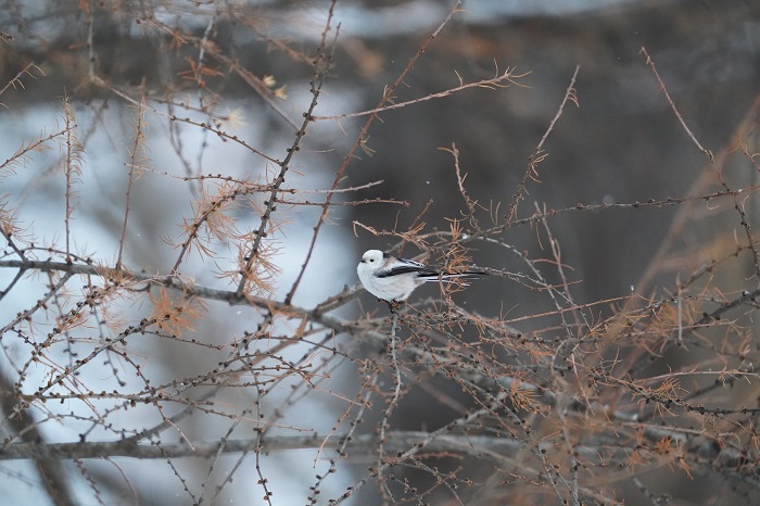 どうかご無事で（Ｃ）小原玲