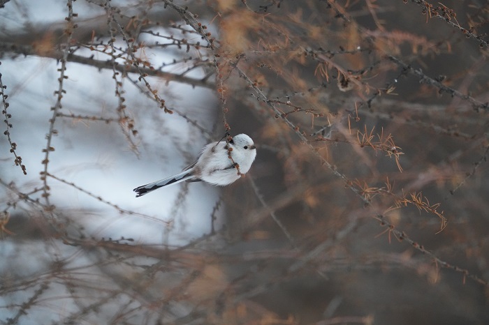 寒いねえ（Ｃ）小原玲