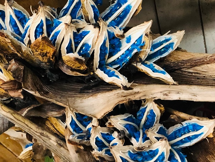 今回はコバルトブルーが印象的な旅人の木のお話 （Ｃ）コクハク