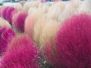 もっこり紅葉!?コキアと畑のキャビア「とんぶり」の密な関係