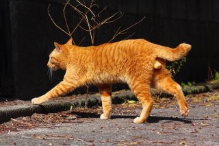 目の前を横切る“たまたま”をパチリ♪これで開運間違いなし！