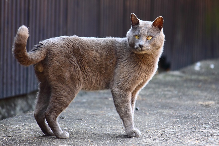 （写真:芳澤ルミ子）