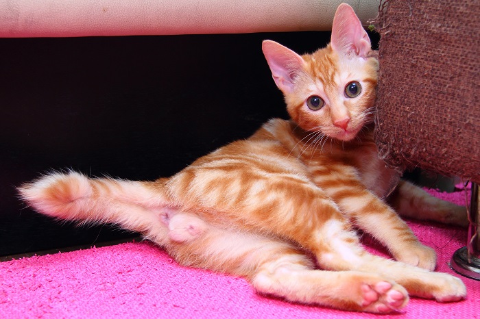 （写真:芳澤ルミ子）