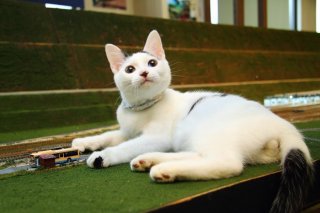 伊勢「ジオラマ食堂」のオッドアイ美少年“たまたま”にキュン