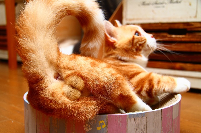 （写真:芳澤ルミ子）