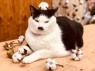 今年の冬は“フワモコ”コットンツリー♡イケてる感ハンパねぇ