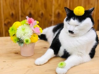 菊=仏花は古い！改め「マム」は邪気祓いにも一役買います