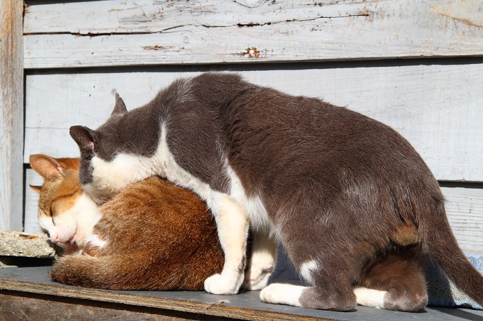 （写真:芳澤ルミ子）