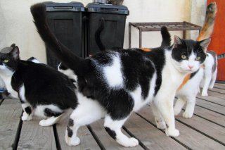 白×黒柄のカモフラ!? めちゃ尊い“たまたま”に心が洗われる