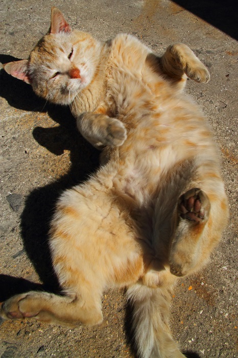（写真:芳澤ルミ子）
