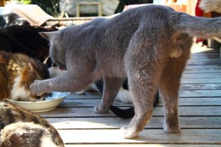 “たまたま”のごはん場へGO！みんなで仲良くたくさん食べてね