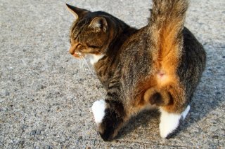 鼻チューまで！ 甘えん坊“たまたま”のストレートな愛情表現