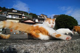 青空猫集会に突撃！サービス満点“たまたま”の完璧ポージング