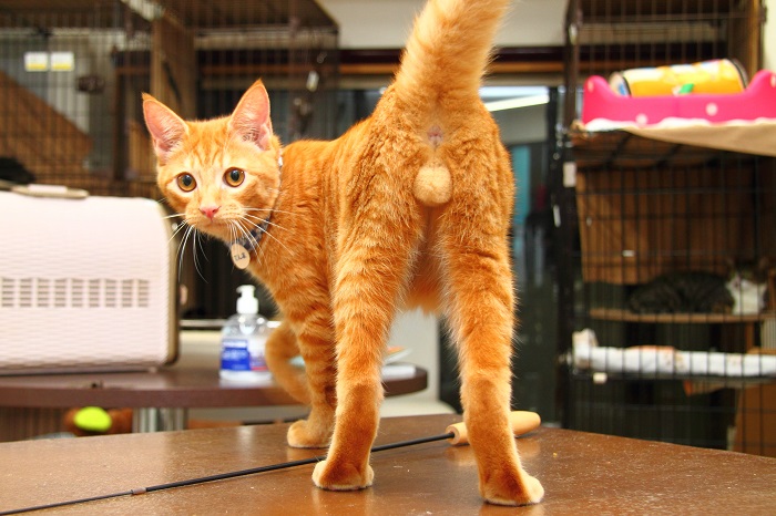 （写真:芳澤ルミ子）