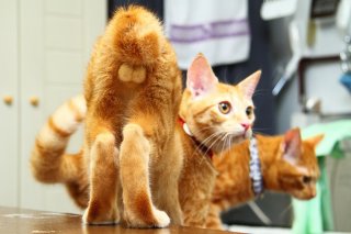 ∞（無限）にかわゆい♡にゃんたま見ーっけ！神ショット！！