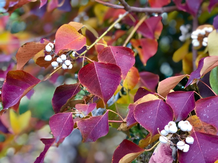 紅葉も美しい！ 近所だけど（Ｃ）コクハク