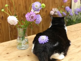 ワシは毛がなびくくらい温風ヒーターの風を全身に受け止めておる　byさぶ店長（C）コクハク