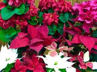 ポインセチアの赤い部分は何？ クリスマスに飾るのはなぜ？