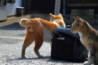 “たまたま”たちが防犯対策「ニャルソック警備隊」の実力は？