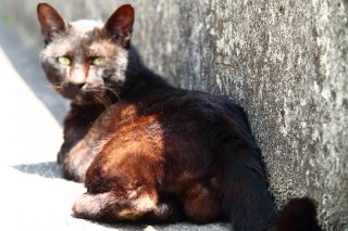 まるで黒ヒョウ！“たまたま”の野性味溢れるクールな眼差し♡