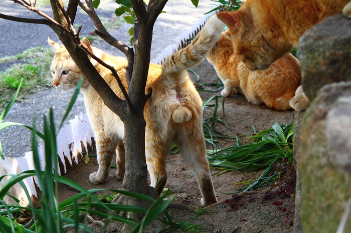 （写真:芳澤ルミ子）
