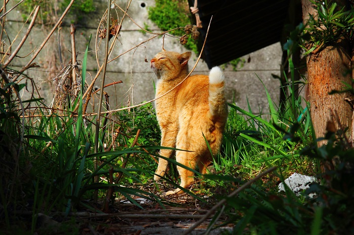 （写真:芳澤ルミ子）