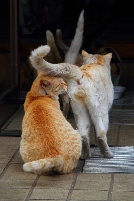 （写真:芳澤ルミ子）